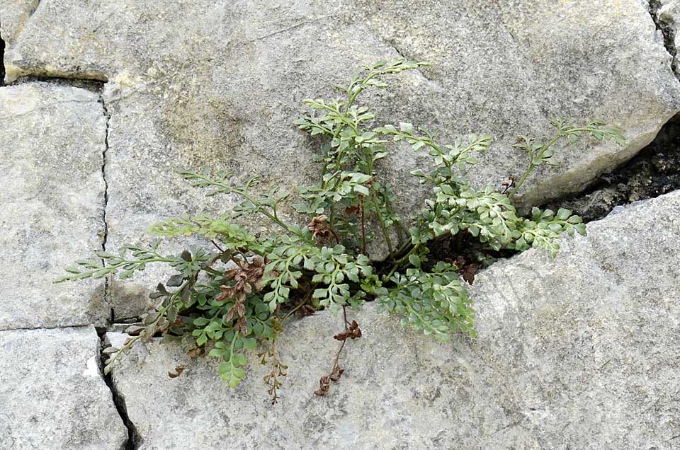 Asplenium ruta-muraria / Ruta di muro